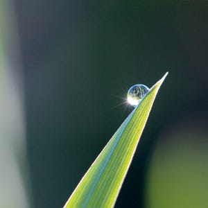 Le gazon améliore la qualité de l’eau